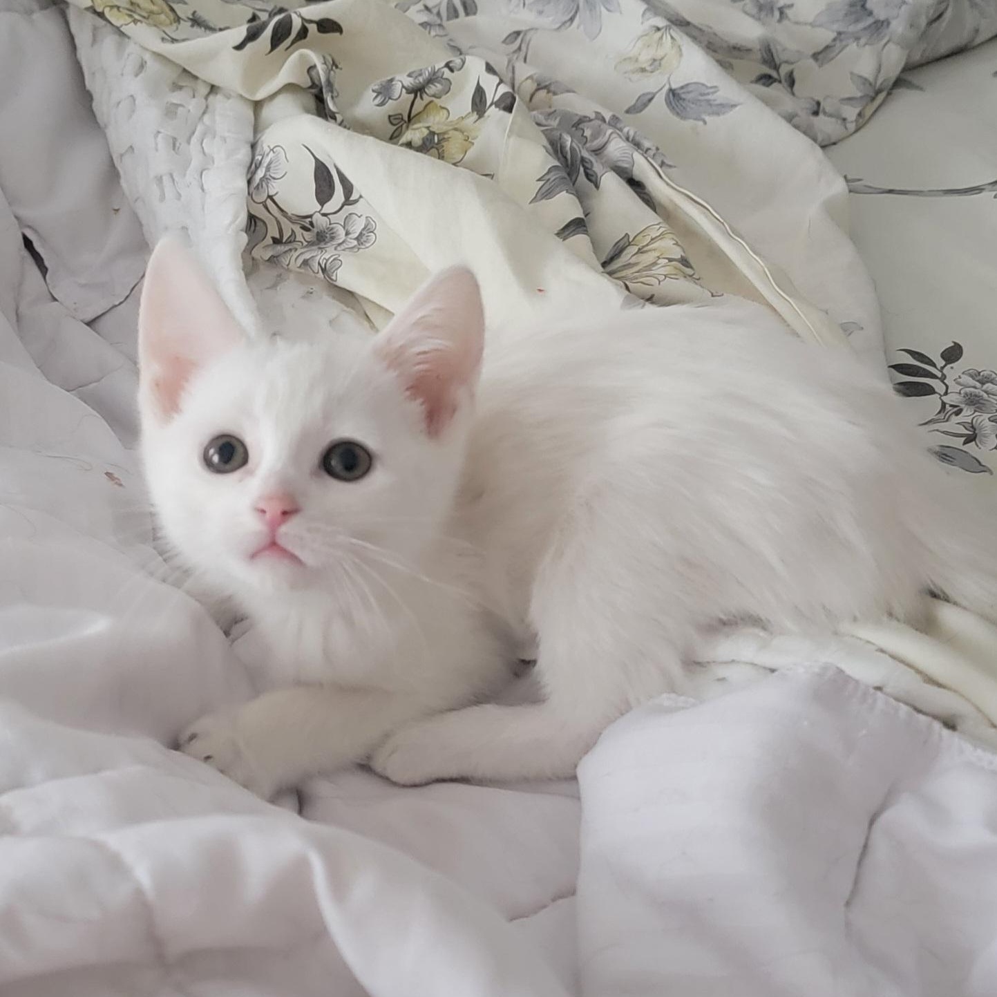 Enlarge Laken, a ADOPTABLE Domestic Short Hair in Wyandotte, MI image 3/6