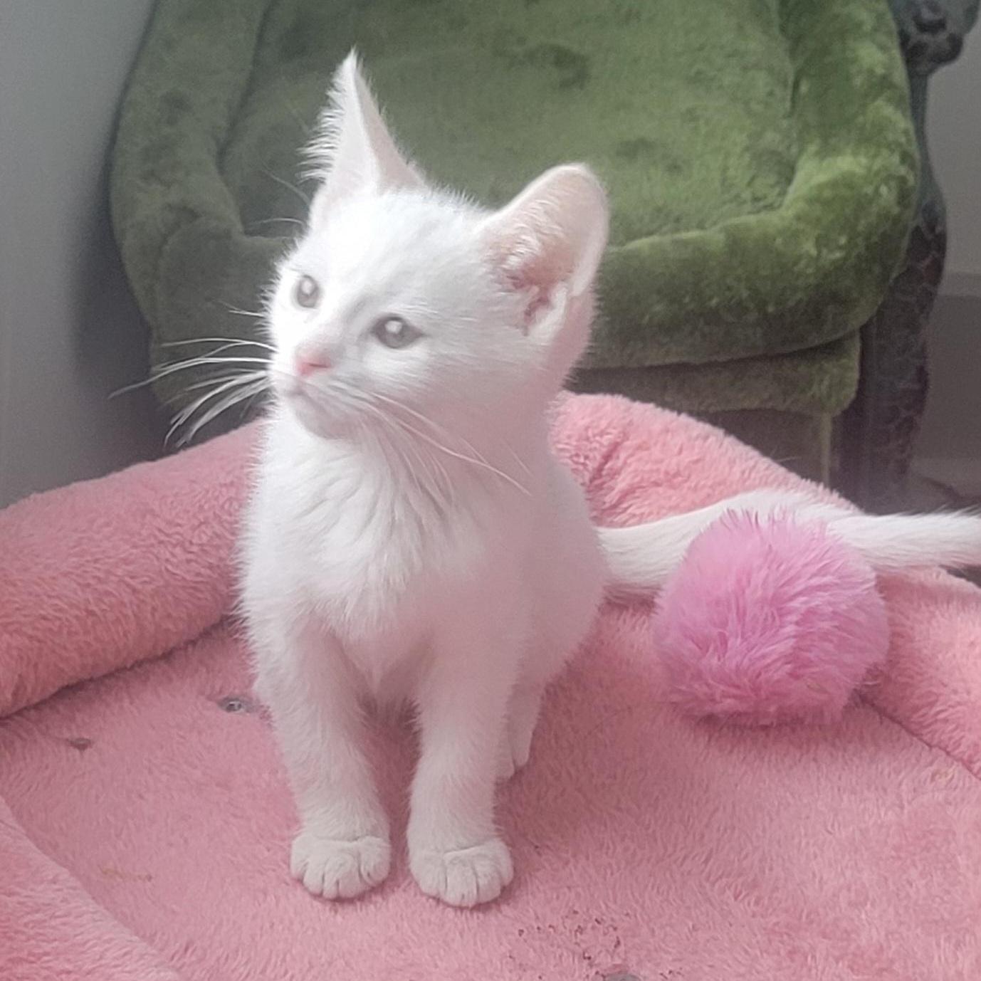 Enlarge Laken, a ADOPTABLE Domestic Short Hair in Wyandotte, MI image 5/6