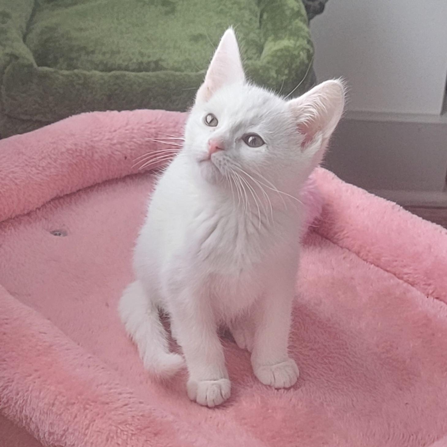 Enlarge Laken, a ADOPTABLE Domestic Short Hair in Wyandotte, MI image 4/6