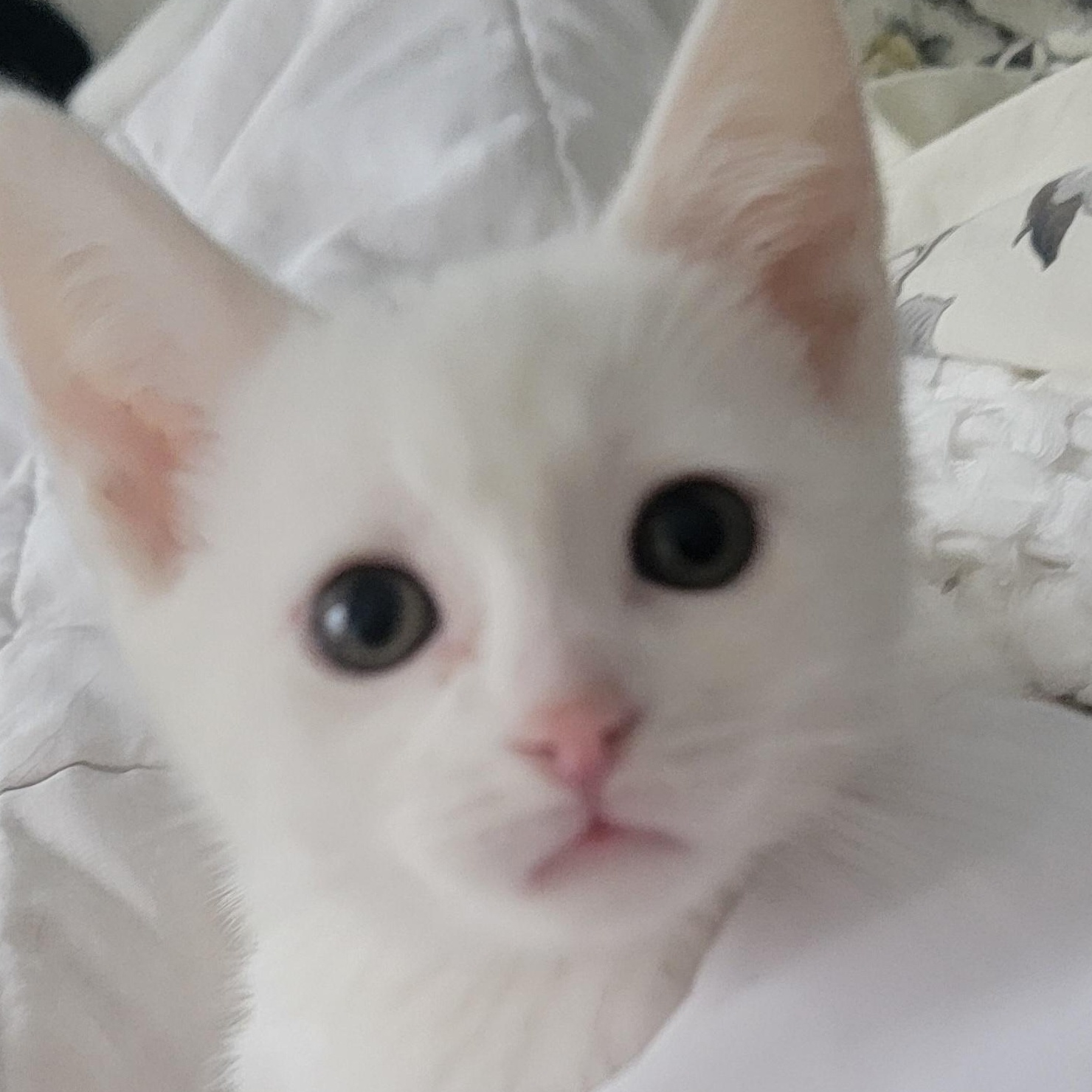 Enlarge Laken, a ADOPTABLE Domestic Short Hair in Wyandotte, MI image 2/6