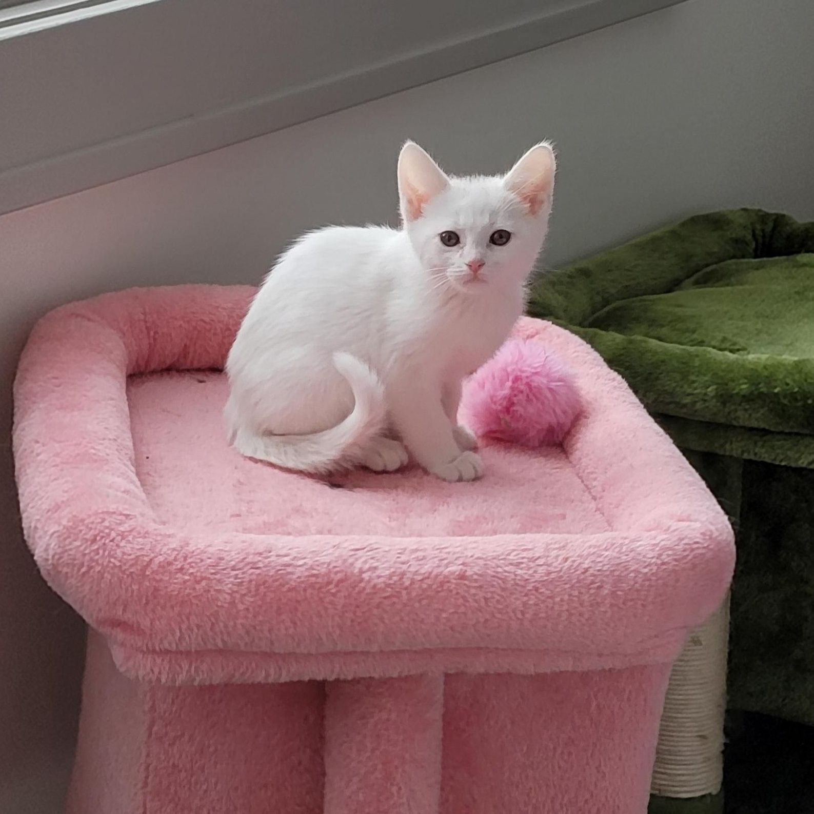 Laken, ADOPTABLE, Kitten Female Domestic Short Hair.