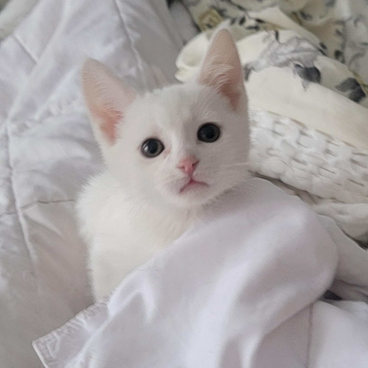 Enlarge Laken, a ADOPTABLE Domestic Short Hair in Wyandotte, MI image 6/6