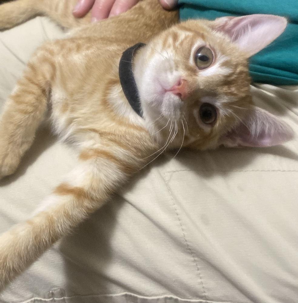 Elmers Glue, a Adoptable Domestic Short Hair in Clarksville, TN image 1/3