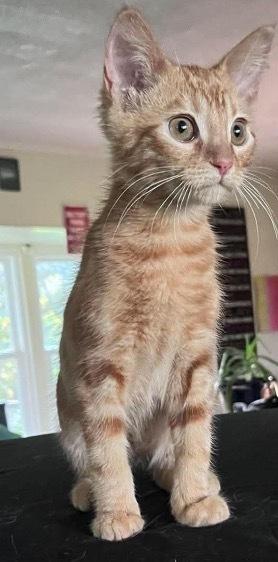 Elmers Glue, a Adoptable Domestic Short Hair in Clarksville, TN image 2/3