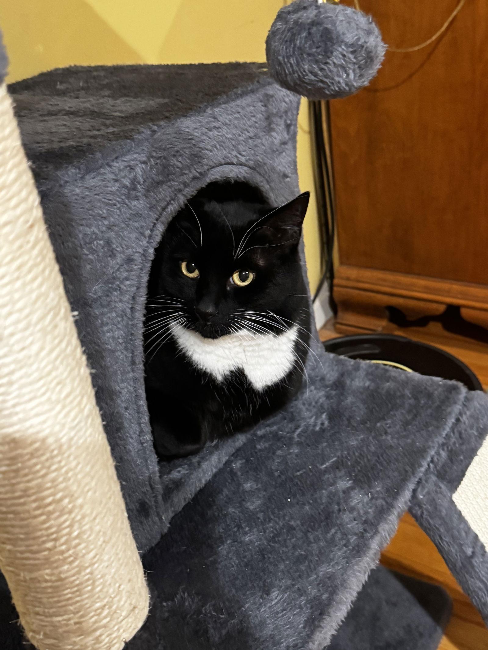 Enlarge Salazar, a Adoptable Domestic Short Hair in Somerville, MA image 1/3