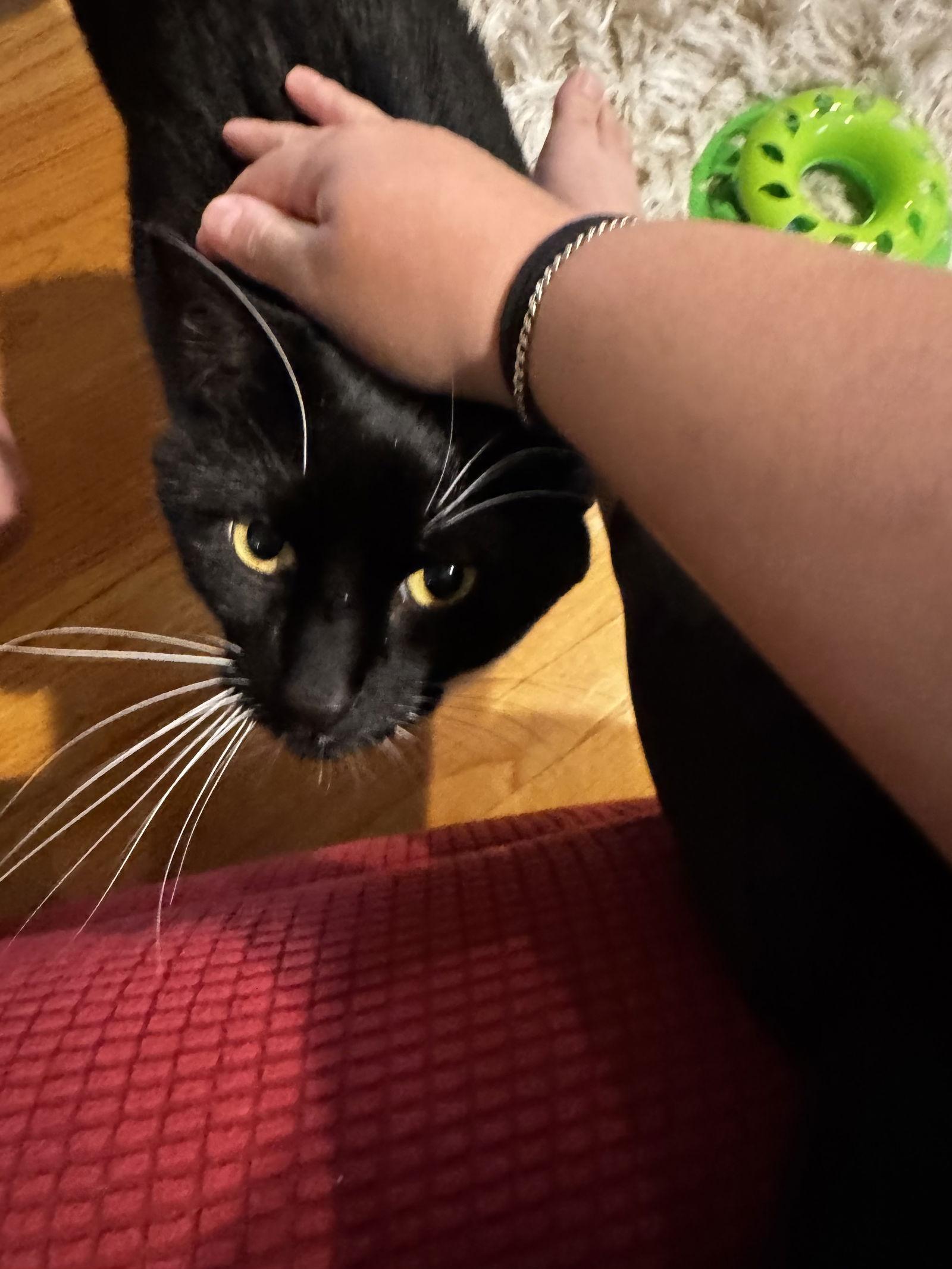 Enlarge Salazar, a Adoptable Domestic Short Hair in Somerville, MA image 2/3