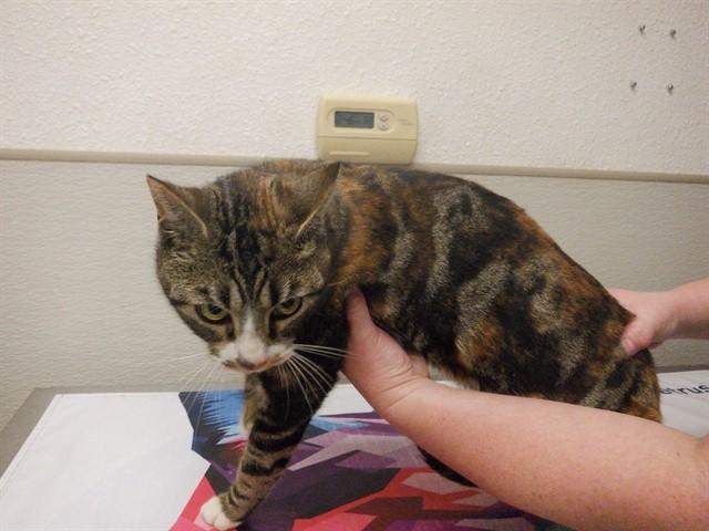 Enlarge SUZIE, a Adoptable Domestic Short Hair in Oroville, CA image 1/1