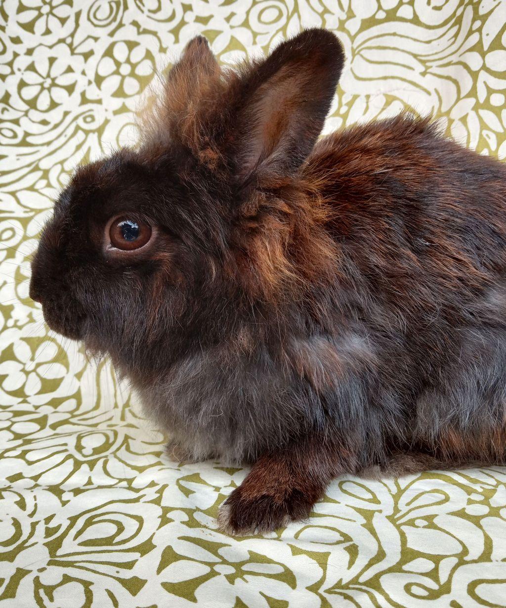 Fiesta, a Adoptable Lionhead in Goleta, CA image 2/3