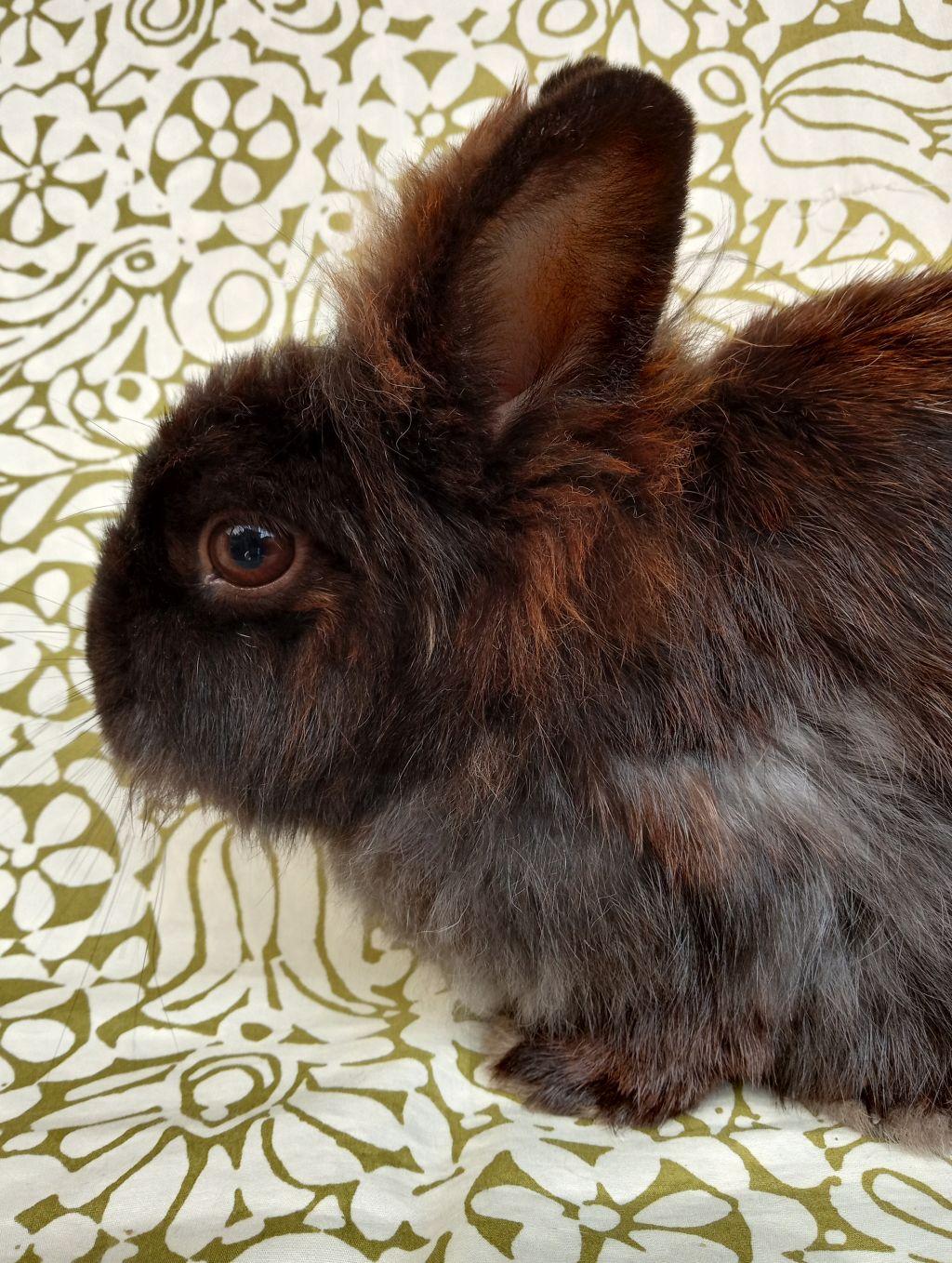 Fiesta, a Adoptable Lionhead in Goleta, CA image 3/3