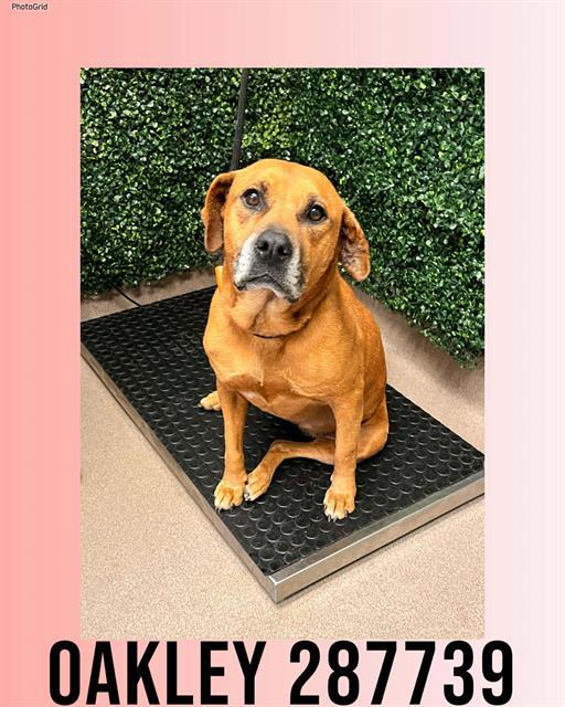 OAKLEY, Adoptable, Adult Female Mixed Breed.
