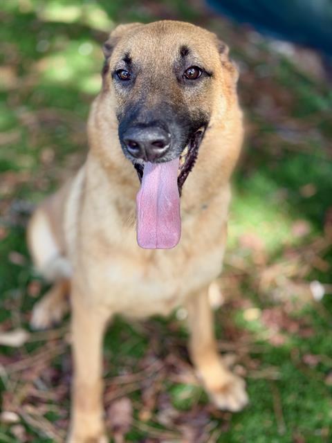PIG PEN, Adoptable, Adult Male German Shepherd Dog & Mixed Breed.