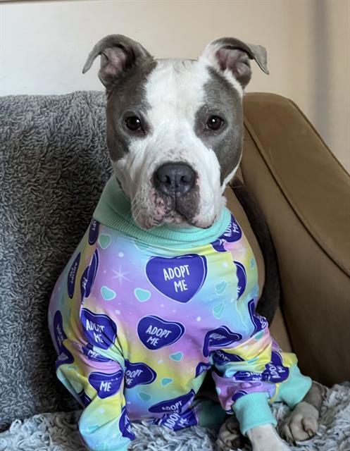 MARY LOUISE, Adoptable, Adult Female Terrier & Mixed Breed.