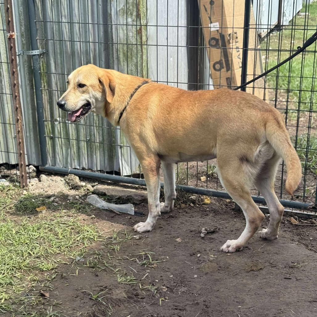Katy, Adoptable, Adult Female Labrador Retriever.