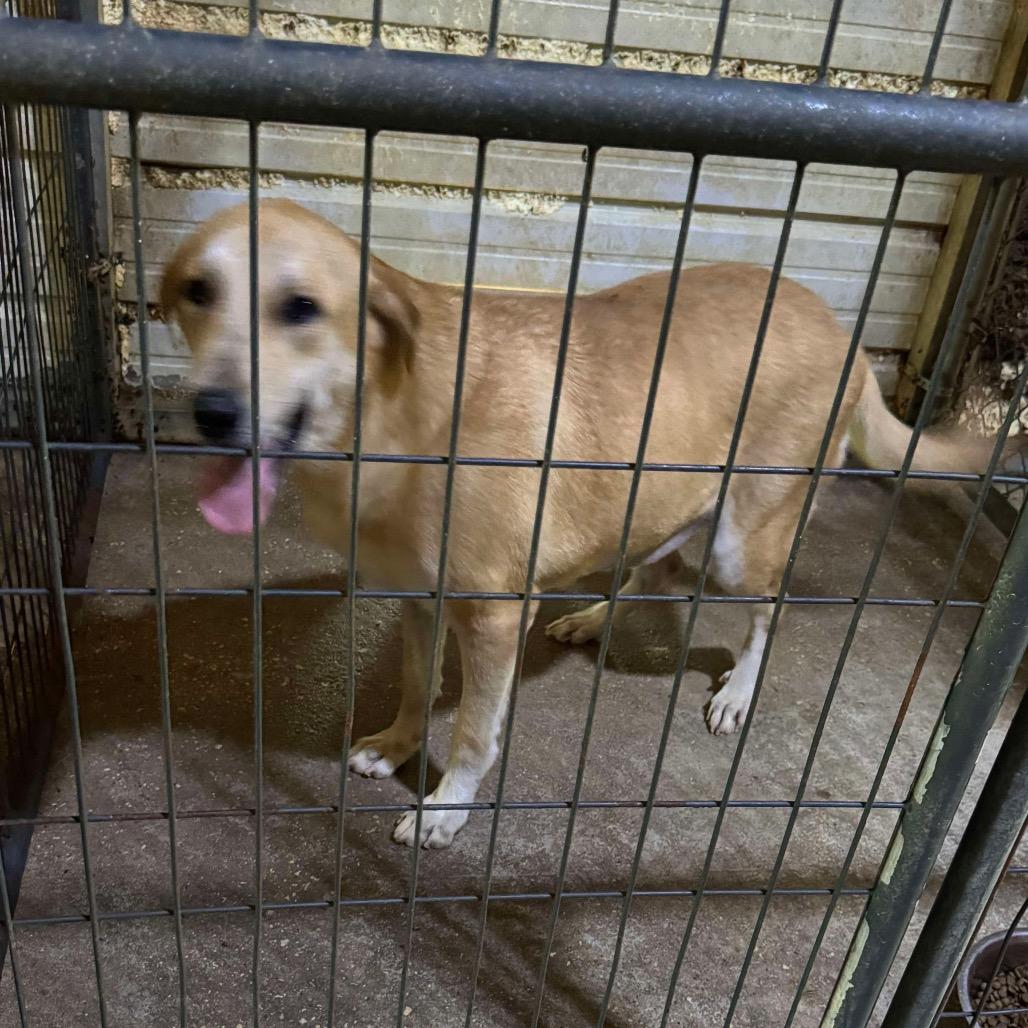 Katy, a Adoptable Labrador Retriever in Halifax , NS image 3/5