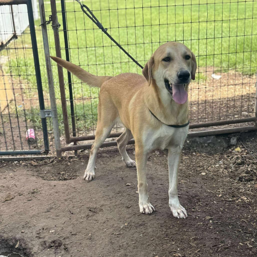 Katy, a Adoptable Labrador Retriever in Halifax , NS image 4/5