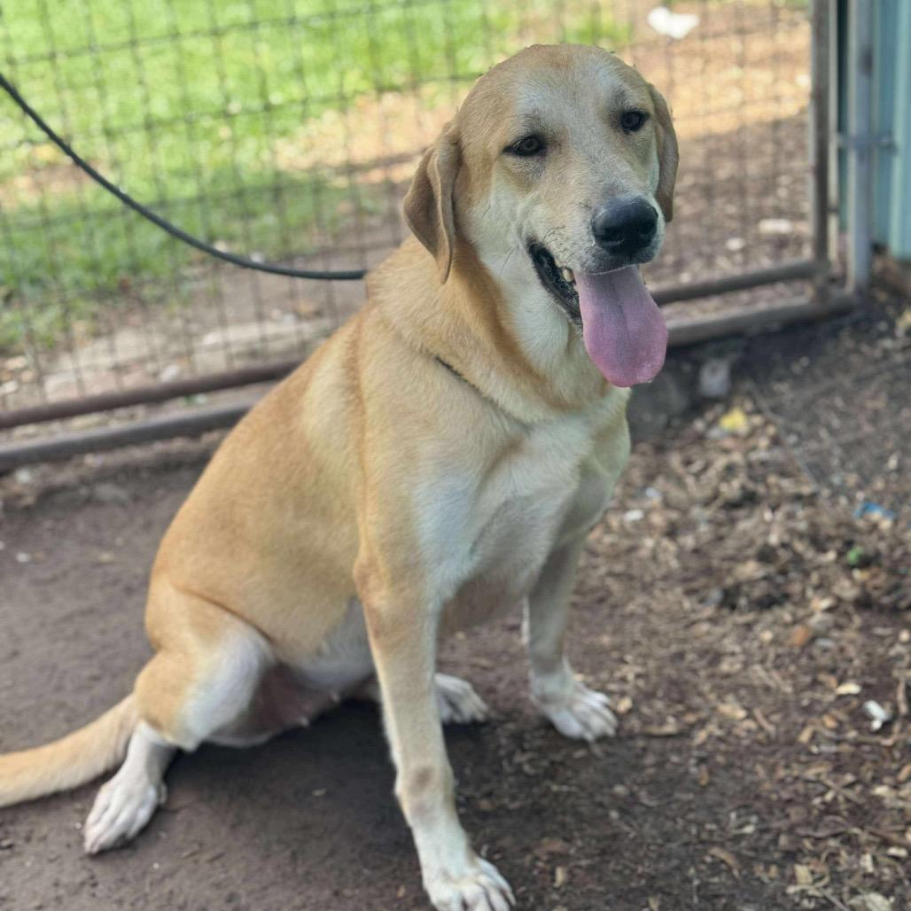Katy, a Adoptable Labrador Retriever in Halifax , NS image 5/5