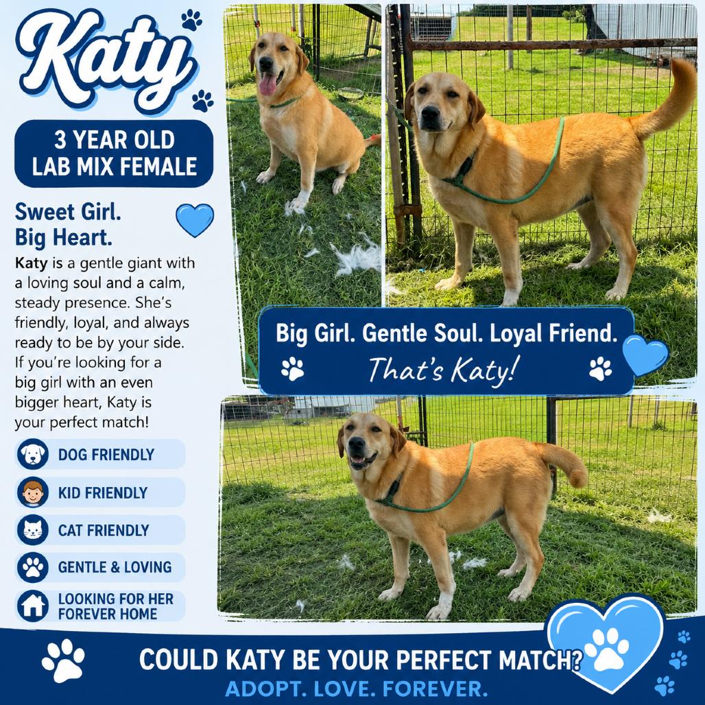 Katy, a Adoptable Labrador Retriever in Halifax , NS image 2/5