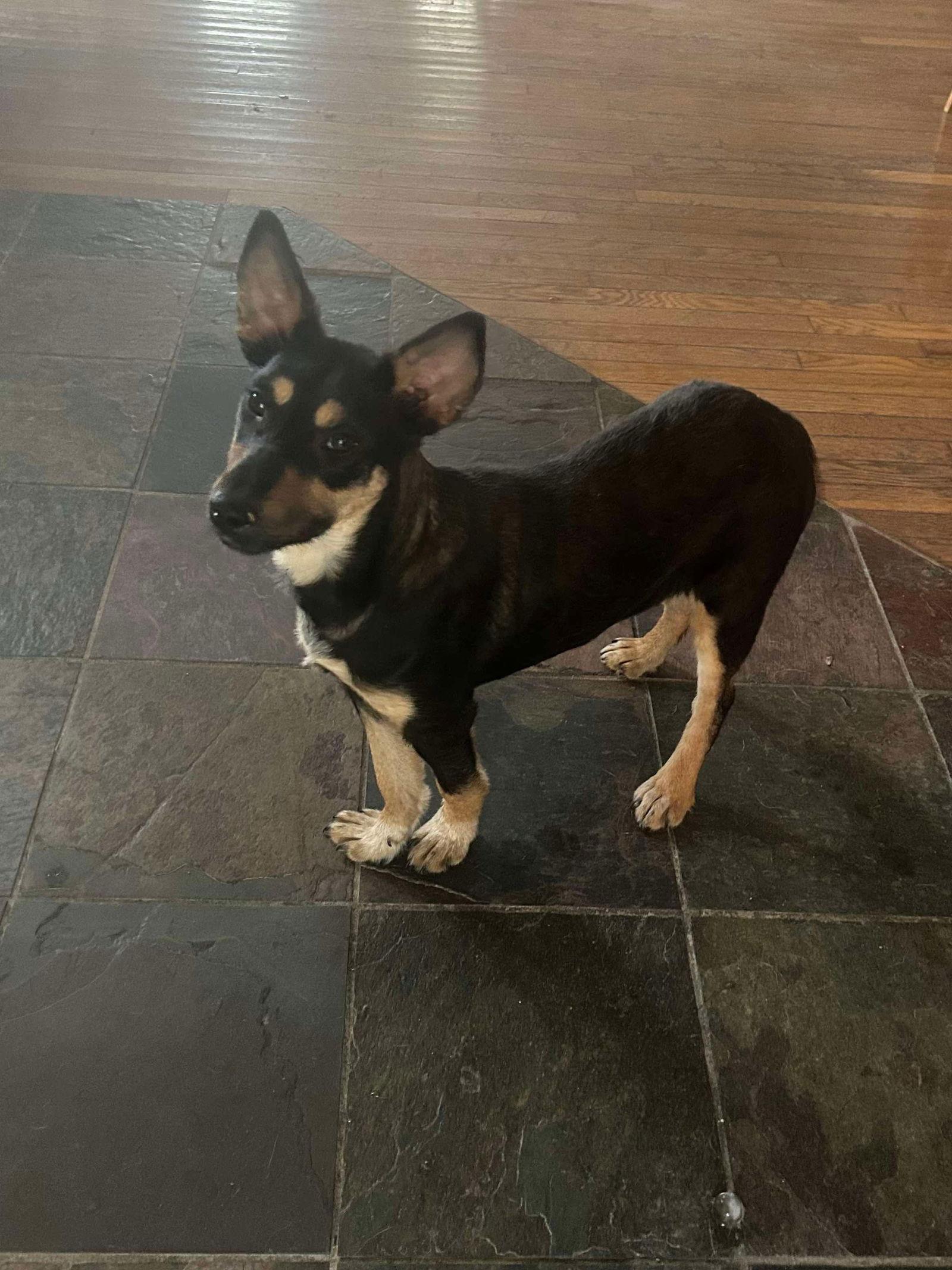 Trixie, Adoptable, Young Female Mixed Breed.