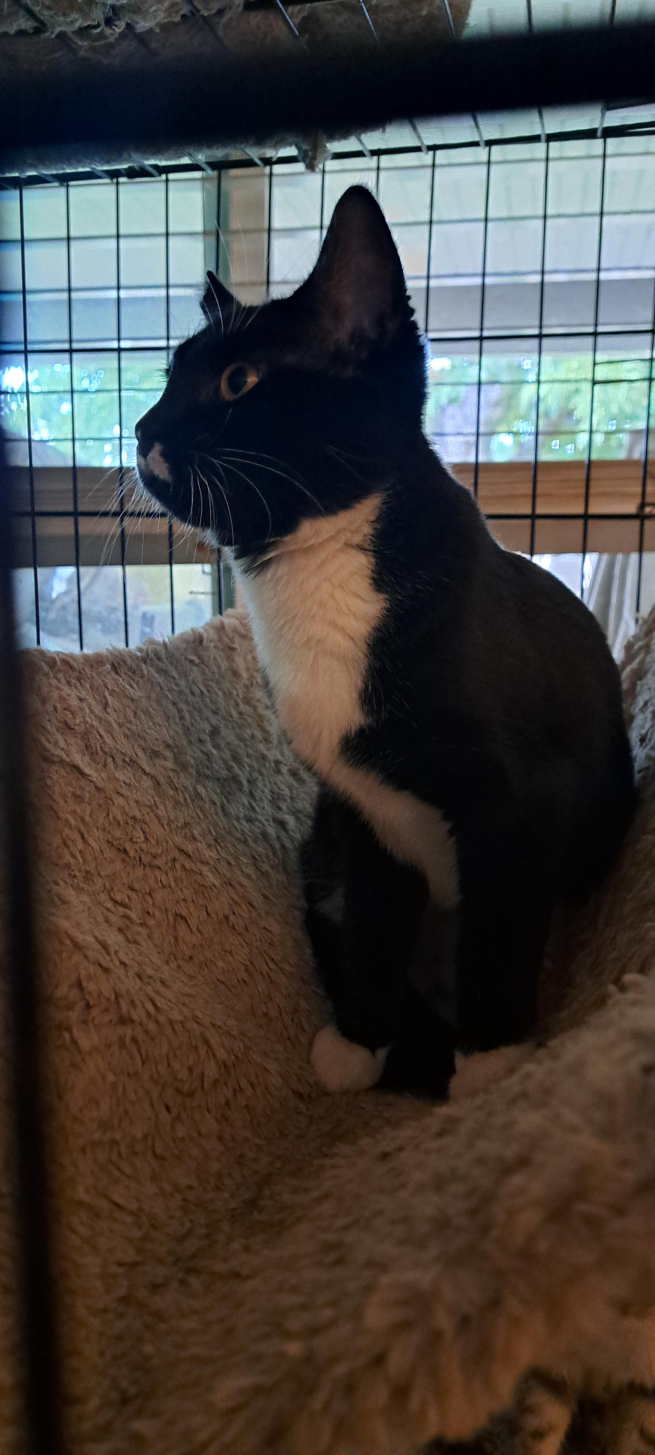 Enlarge Suzzette, a Adoptable Tuxedo in Riverside, CA image 3/5