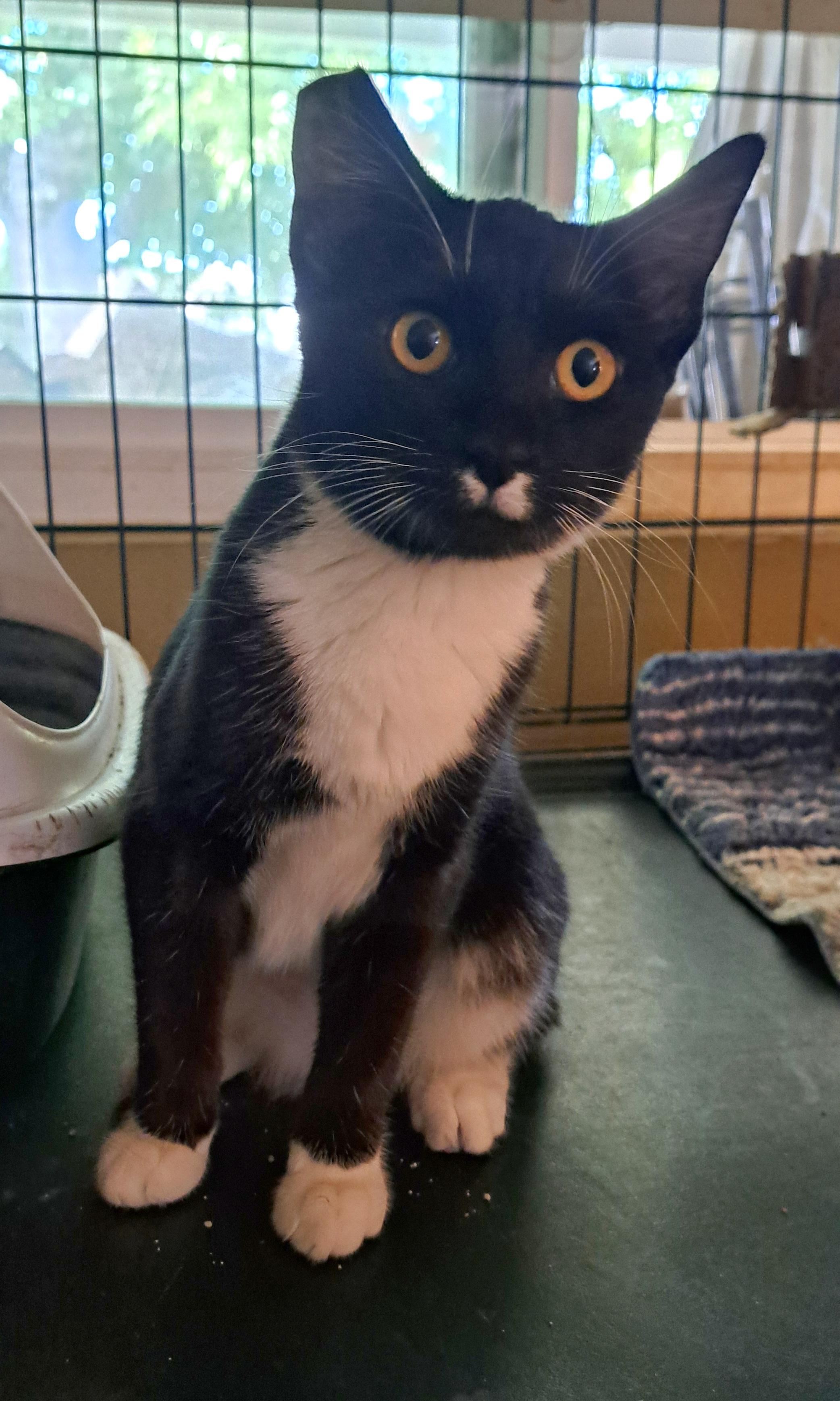 Enlarge Suzzette, a Adoptable Tuxedo in Riverside, CA image 4/5