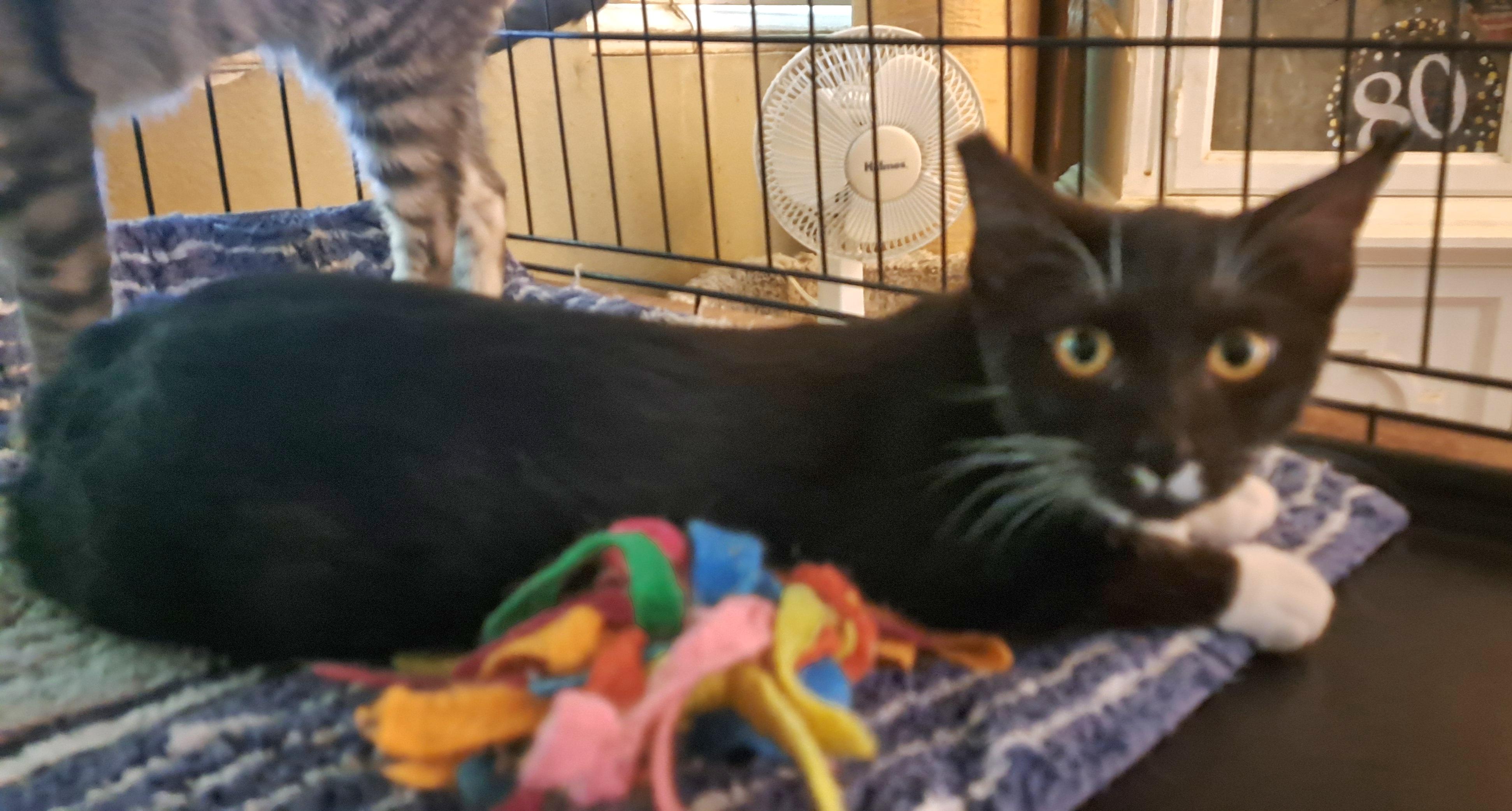 Enlarge Suzzette, a Adoptable Tuxedo in Riverside, CA image 2/5