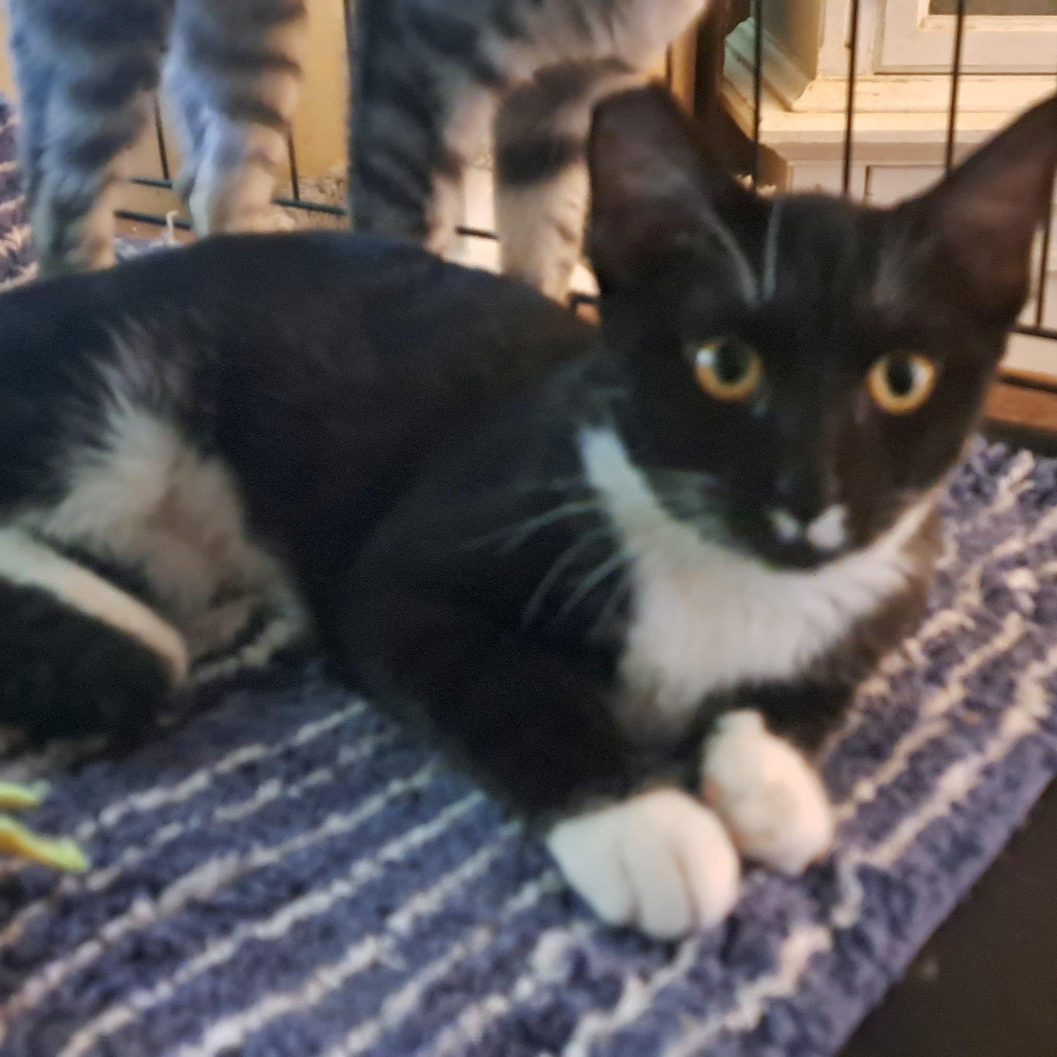 Suzzette, Adoptable, Young Female Tuxedo.