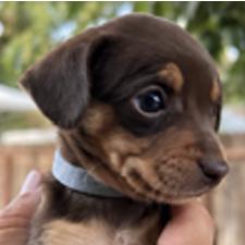 Enlarge Bumper Car (blue), a Adoptable Chihuahua in Redmond, WA image 1/5