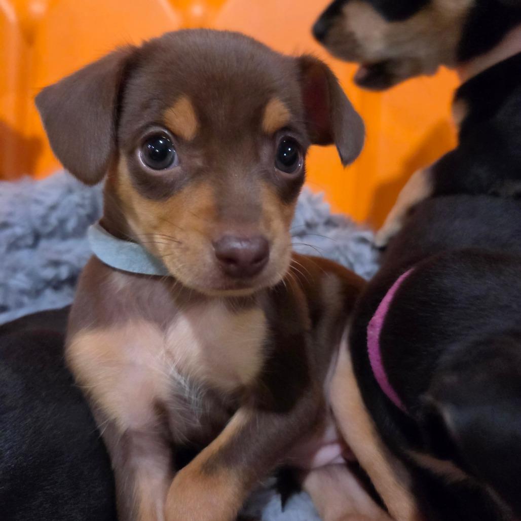 Enlarge Bumper Car (blue), a Adoptable Chihuahua in Redmond, WA image 4/5