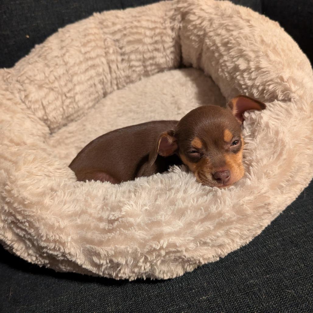 Enlarge Bumper Car (blue), a Adoptable Chihuahua in Redmond, WA image 5/5