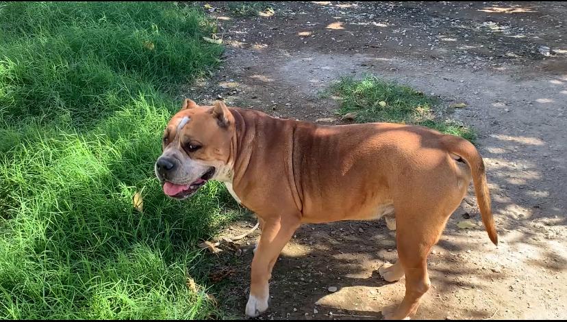 Herbie (The Love Bug), Adoptable, Adult Male Pit Bull Terrier & English Bulldog.
