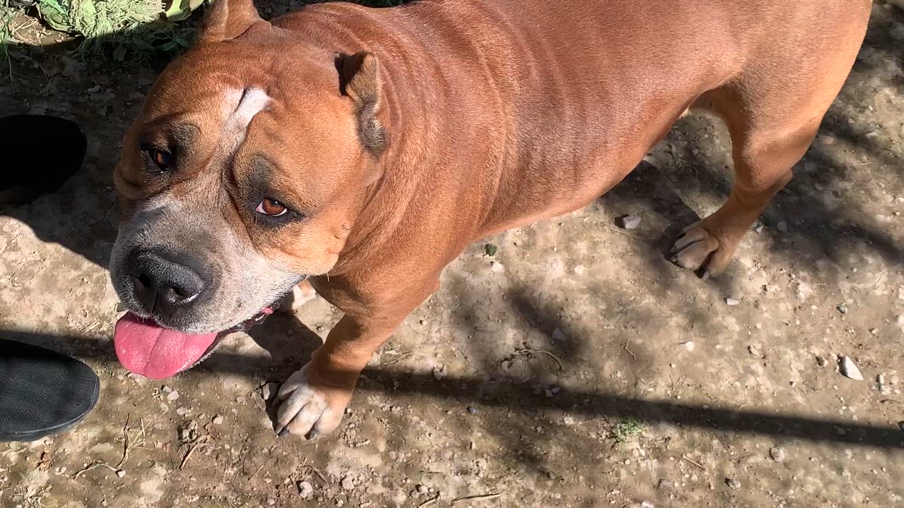 Enlarge Herbie (The Love Bug), a Adoptable mixed breed in Las Vegas, NV video 2/2