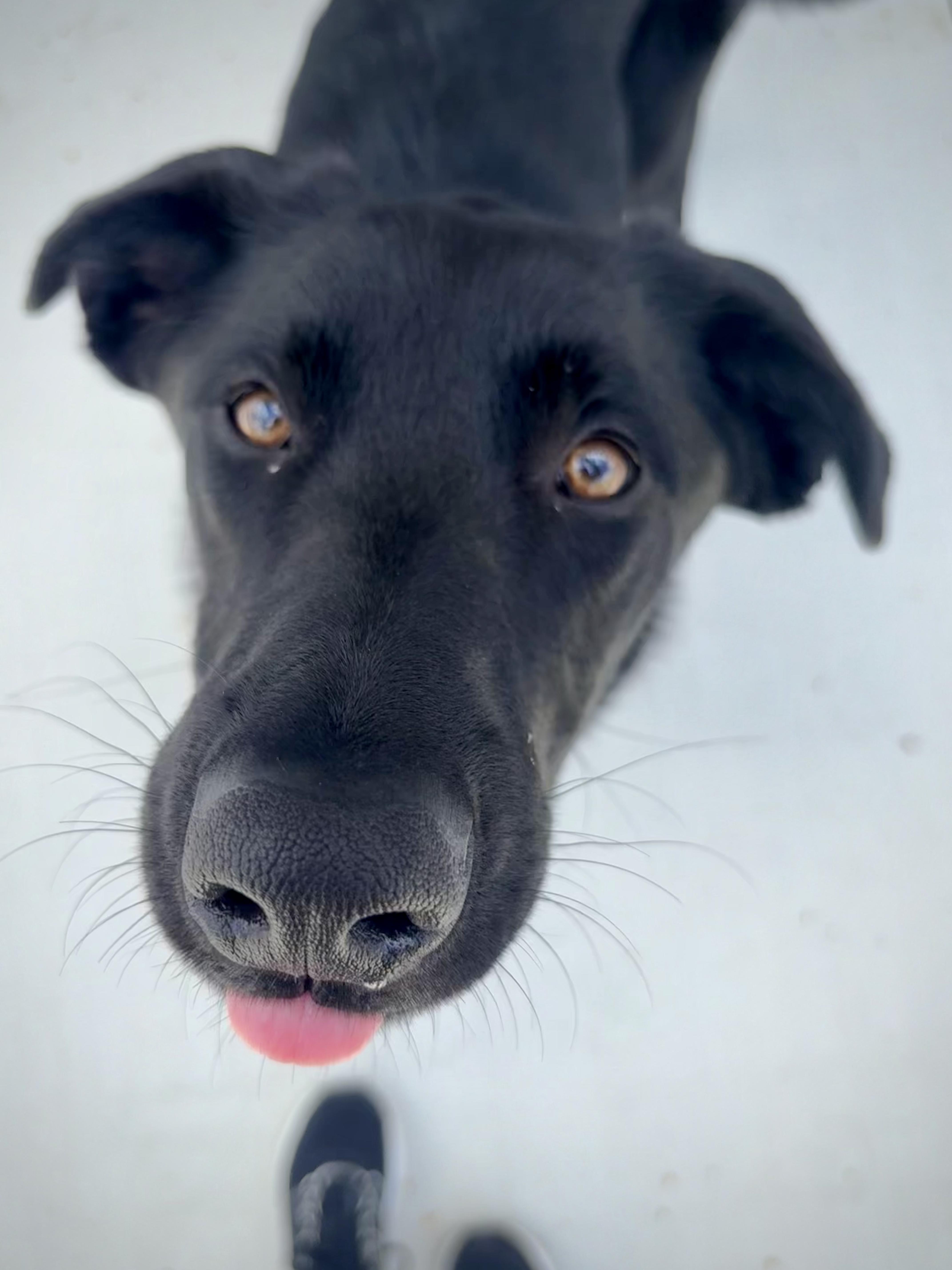 Enlarge Bear, a Adoptable Black Labrador Retriever in Kalamazoo, MI image 5/6