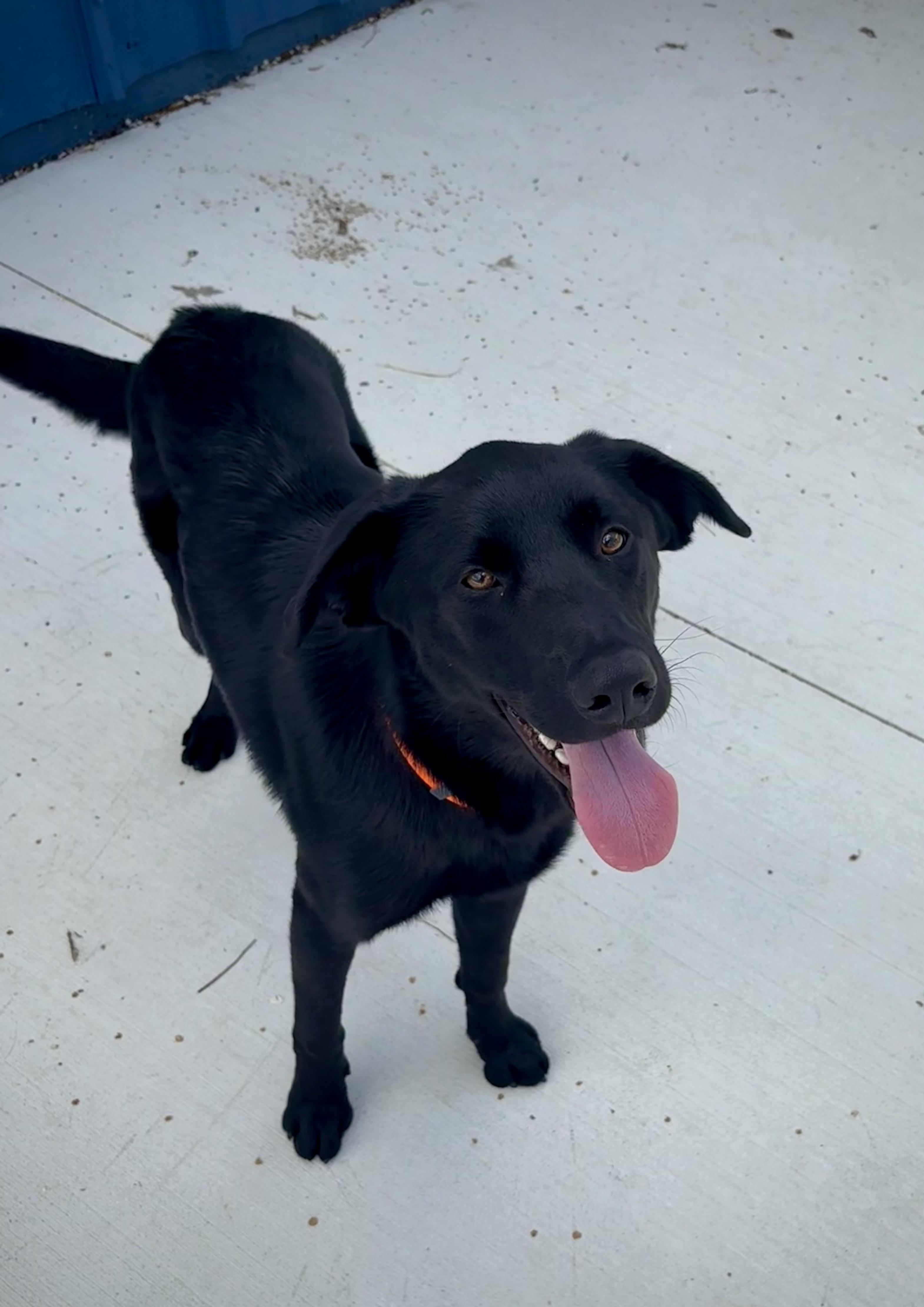 Enlarge Bear, a Adoptable Black Labrador Retriever in Kalamazoo, MI image 3/6