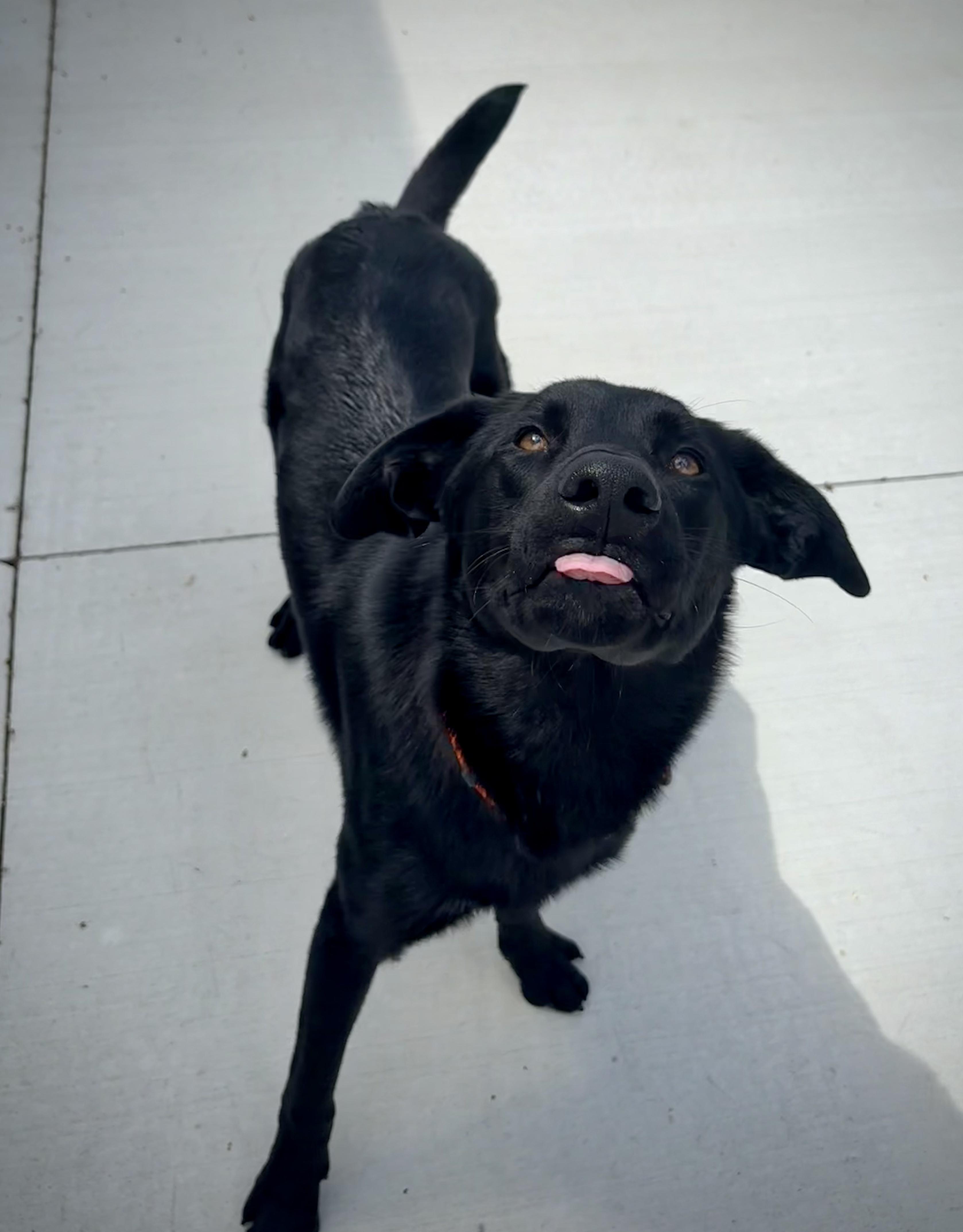 Enlarge Bear, a Adoptable Black Labrador Retriever in Kalamazoo, MI image 2/6