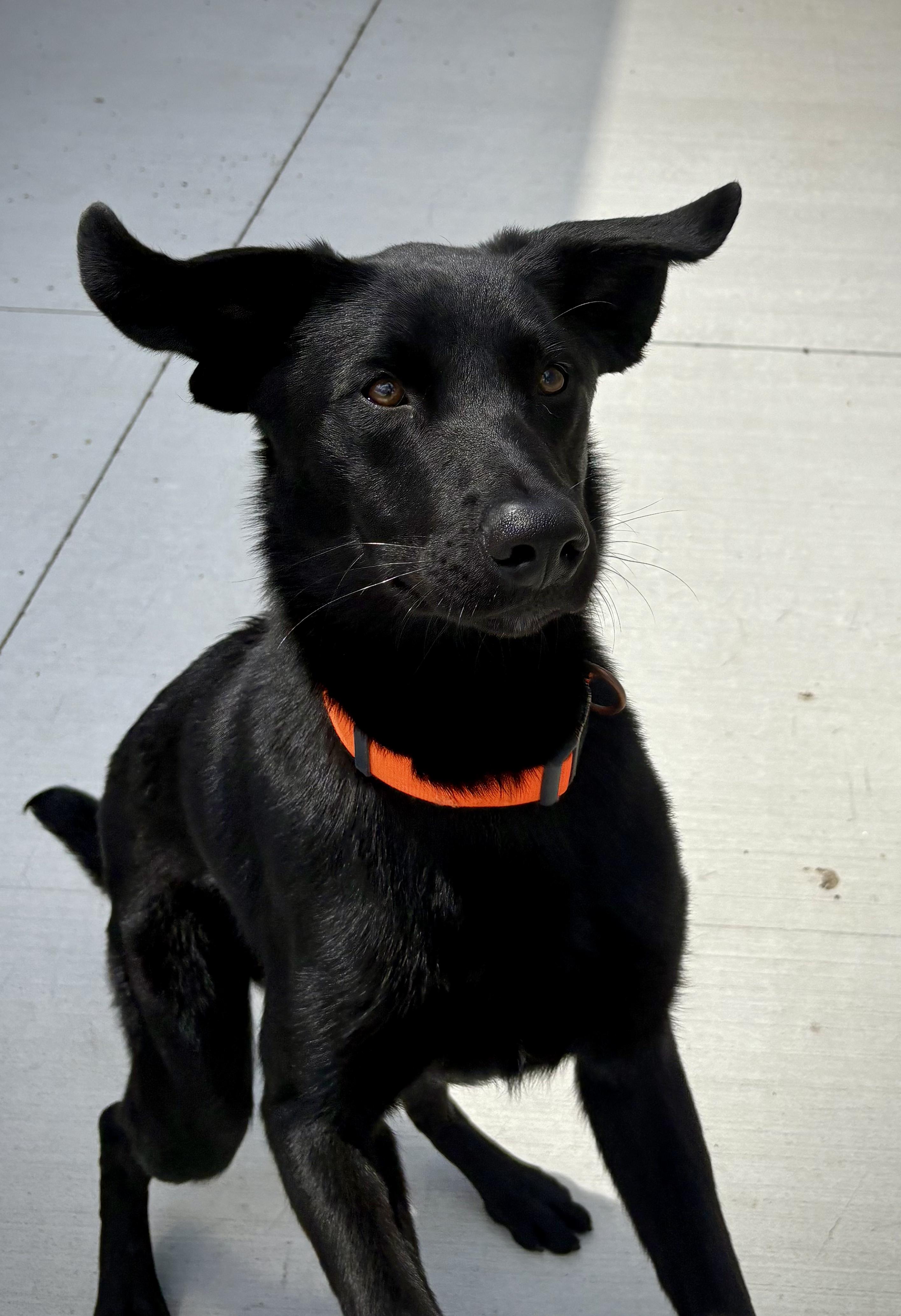 Enlarge Bear, a Adoptable Black Labrador Retriever in Kalamazoo, MI image 4/6
