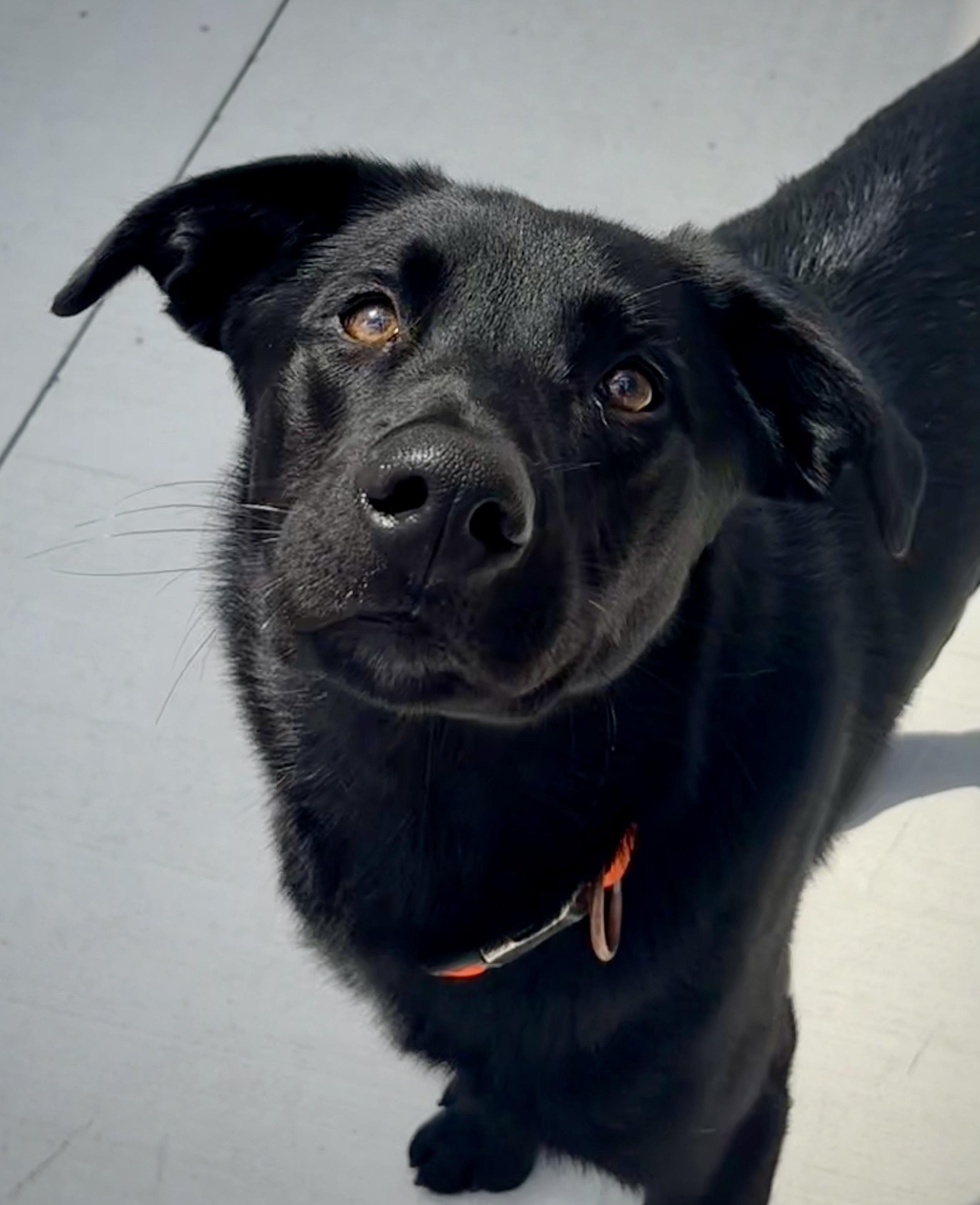 Enlarge Bear, a Adoptable Black Labrador Retriever in Kalamazoo, MI image 1/6