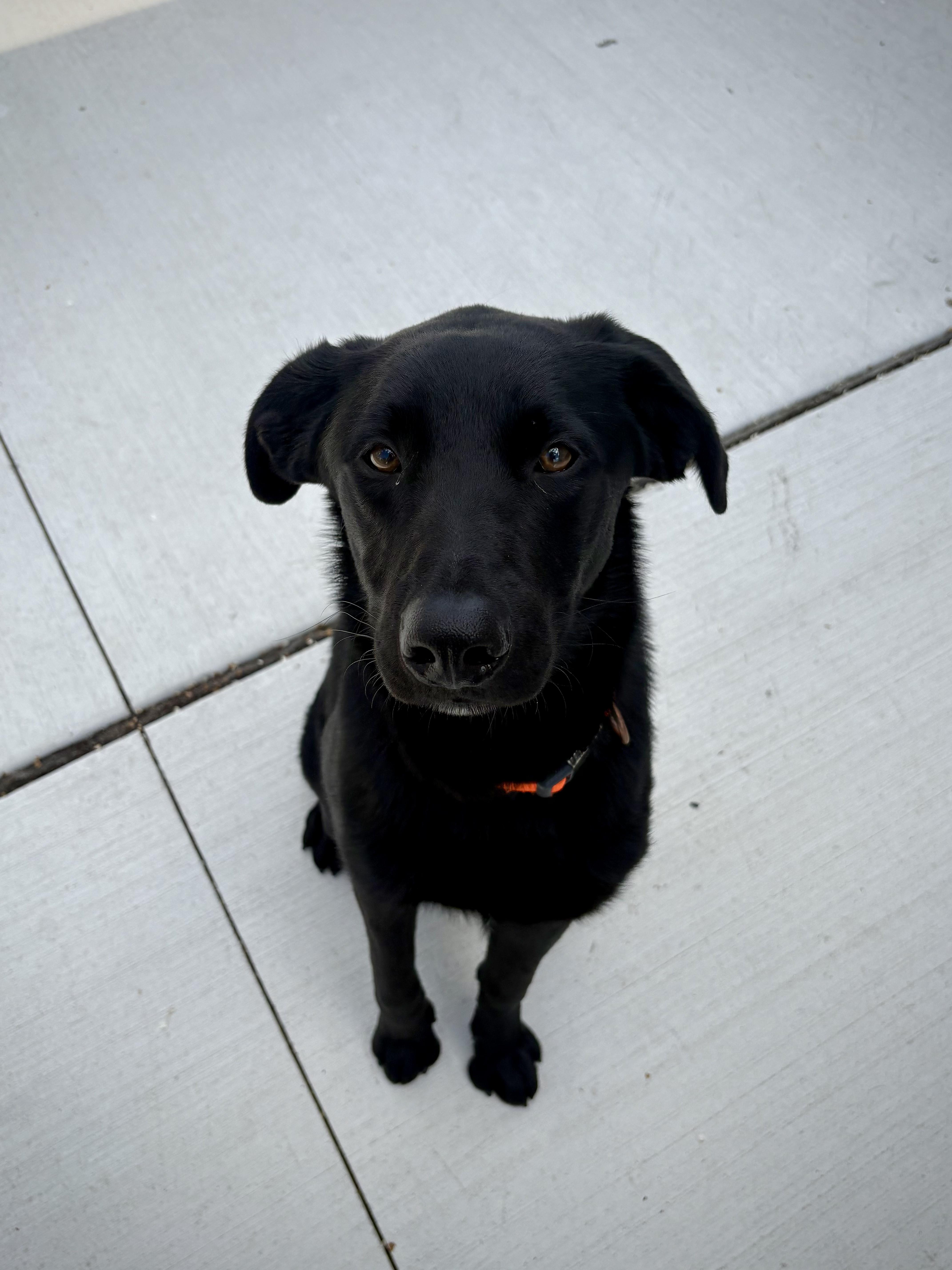 Enlarge Bear, a Adoptable Black Labrador Retriever in Kalamazoo, MI image 6/6