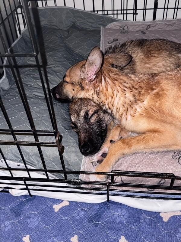 Ford, Adoptable, Puppy Male German Shepherd Dog & Husky.