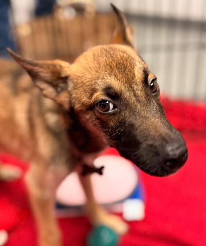 Ford, a Adoptable mixed breed in Van Nuys, CA image 3/6