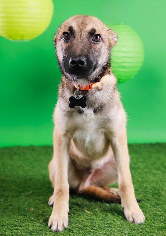 Ford, a Adoptable mixed breed in Van Nuys, CA image 4/6