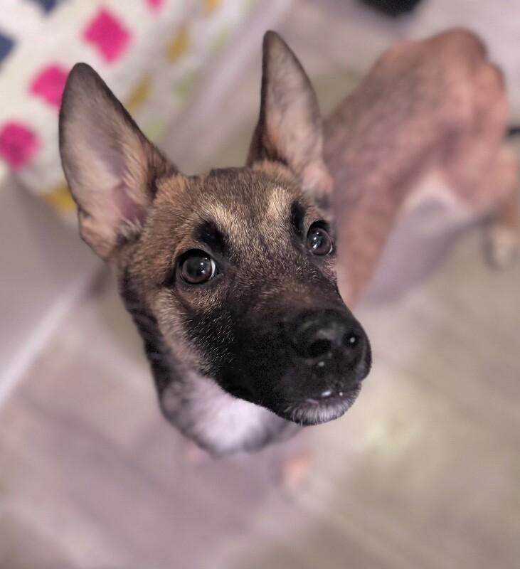 Ford, a Adoptable mixed breed in Van Nuys, CA image 5/6