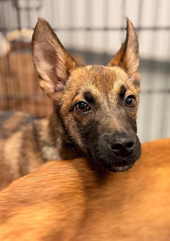Ford, a Adoptable mixed breed in Van Nuys, CA image 6/6