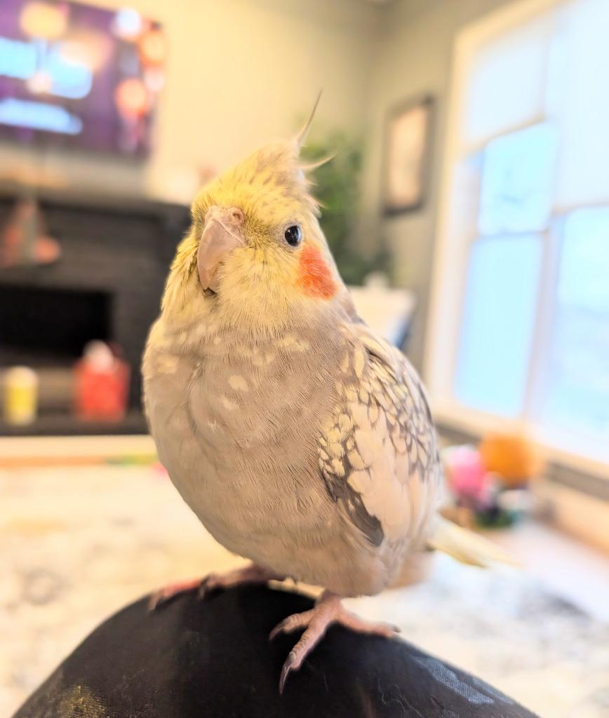 Enlarge Shawna, a Adoptable Cockatiel in Ballwin, MO image 1/6