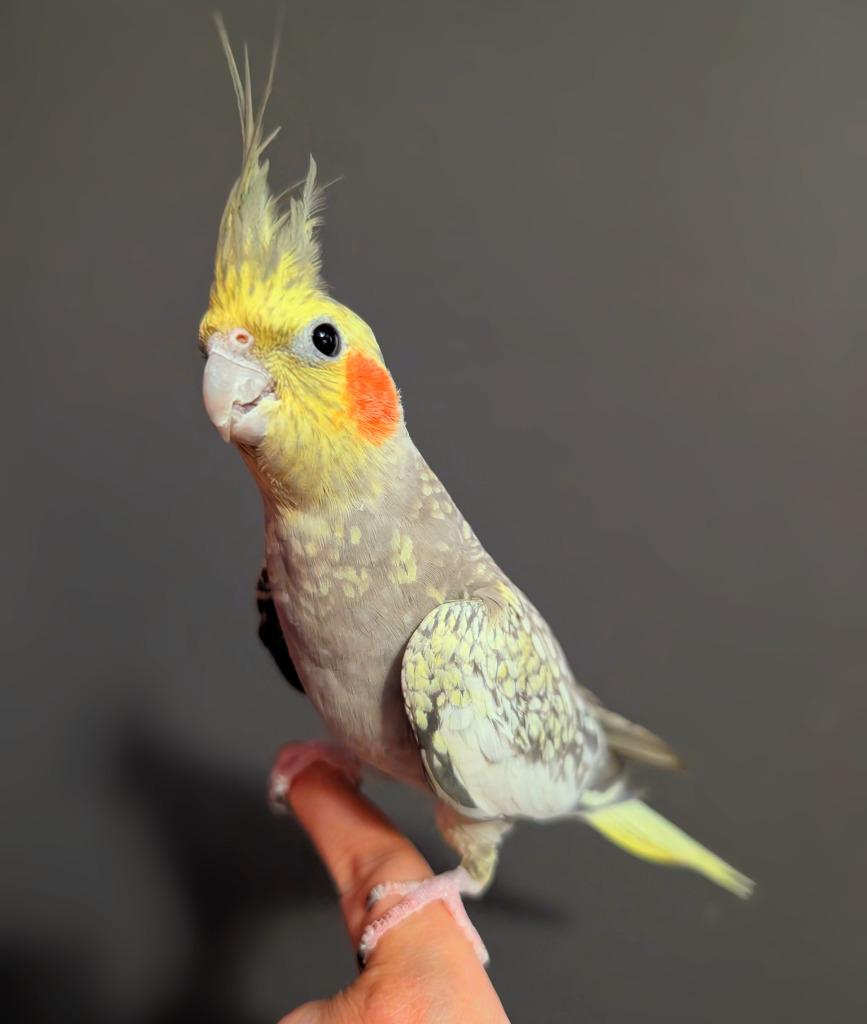 Enlarge Shawna, a Adoptable Cockatiel in Ballwin, MO image 2/6