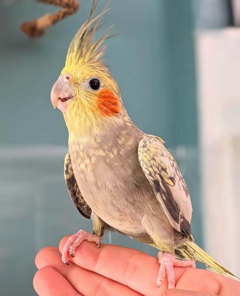 Enlarge Shawna, a Adoptable Cockatiel in Ballwin, MO image 3/6