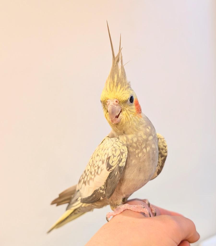 Enlarge Shawna, a Adoptable Cockatiel in Ballwin, MO image 5/6