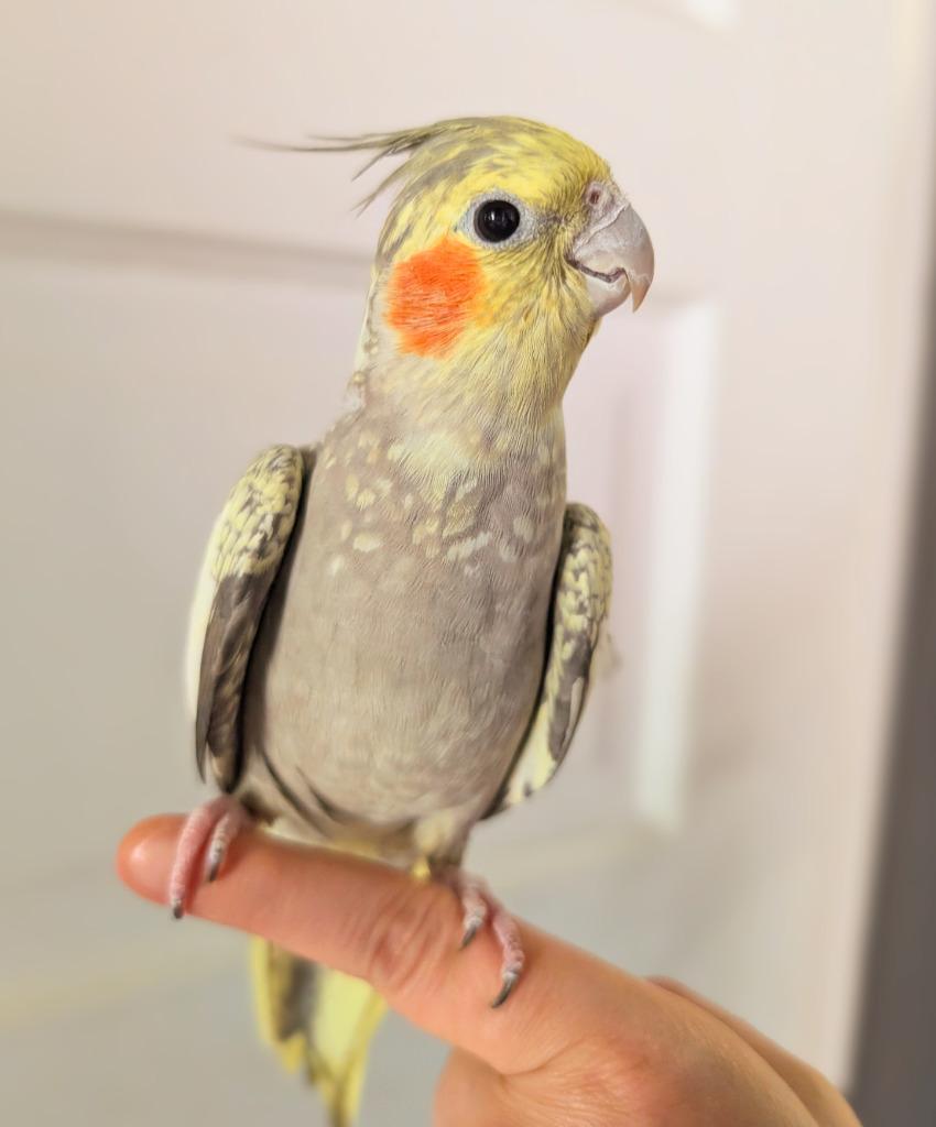 Enlarge Shawna, a Adoptable Cockatiel in Ballwin, MO image 6/6