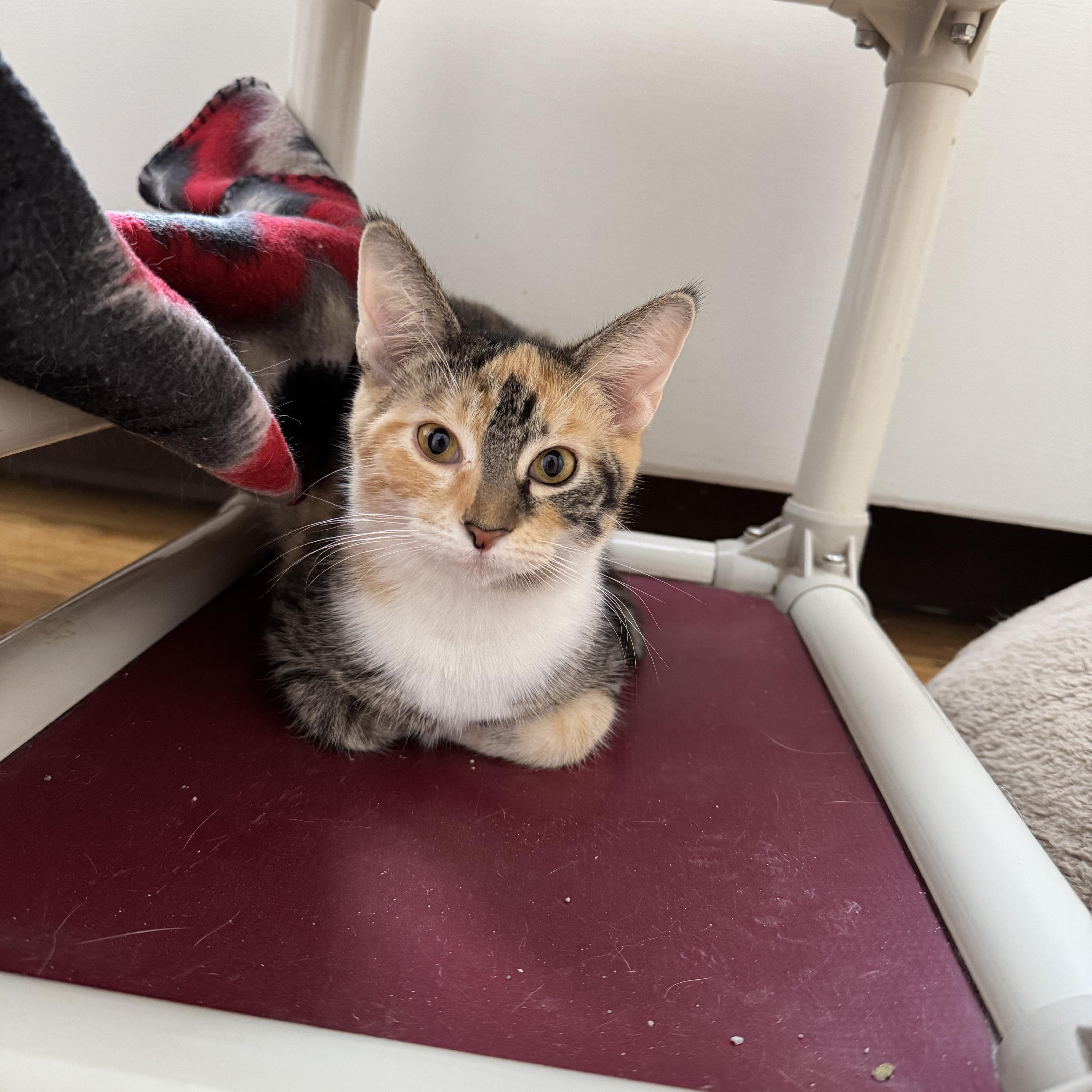 Enlarge Bailey , an adopted Domestic Short Hair in Salem, OH image 1/1