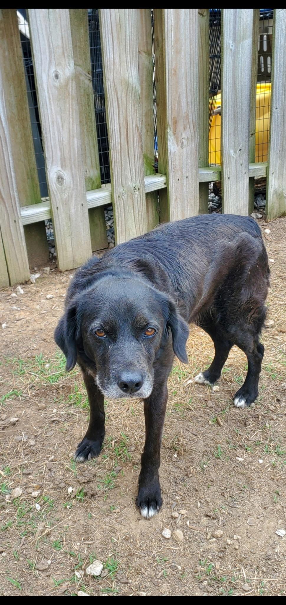 Liam, ADOPTABLE, Adult Male Black Labrador Retriever.