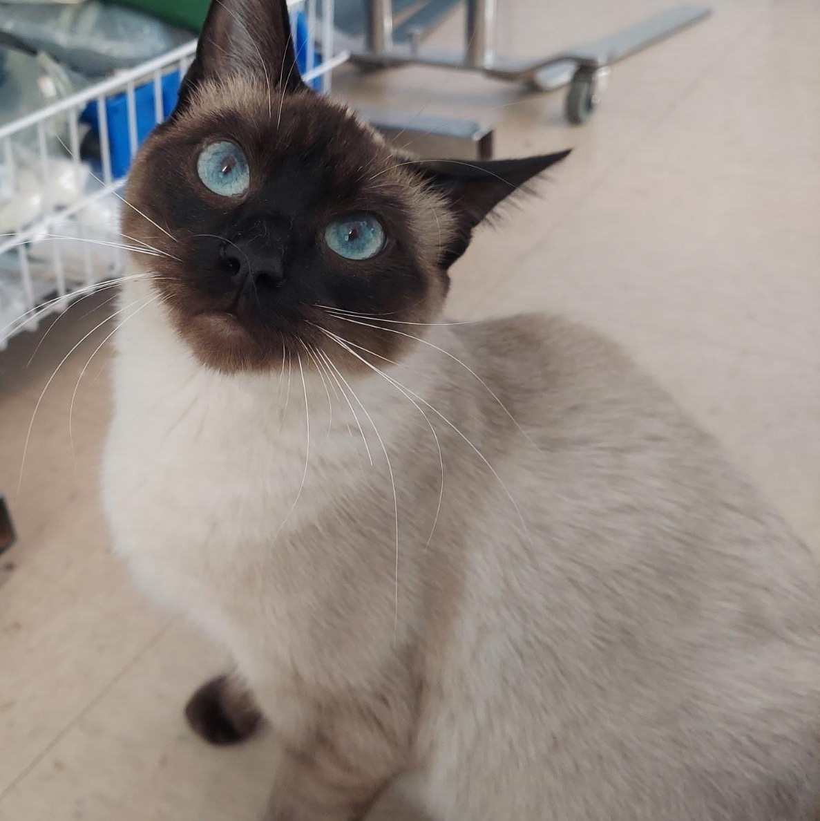 Enlarge Katy, an adopted Siamese in Warwick, RI image 4/4
